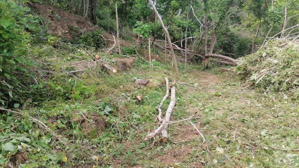 10 hectares in Pluma Hidalgo