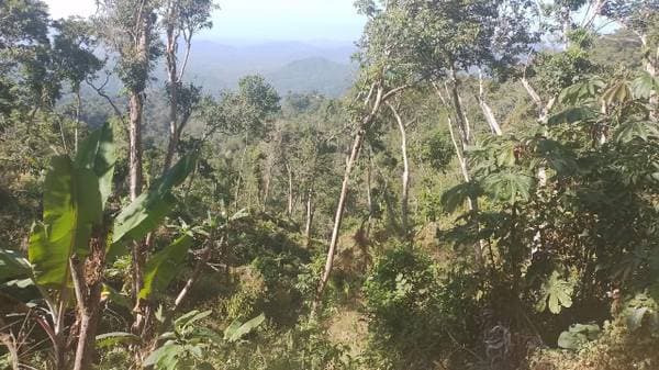 10 hectares in Pluma Hidalgo - Image 5