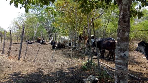 Ranch For Sale 150 Hectares Near Chetumal - Image 2