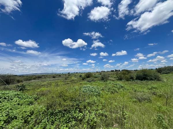 Affordable Agricultural Ranch 54 Hectares With Well, Water Concession, In Dolores Hidalgo - Image 5