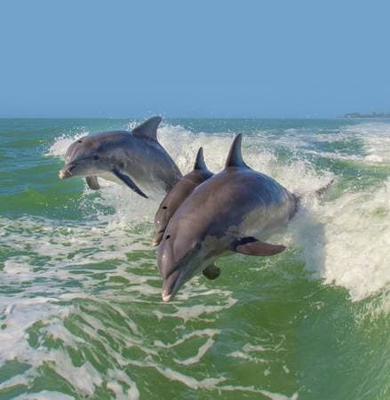 Beachfront Land for Sale – Owner Financing, No Middleman! - Image 4