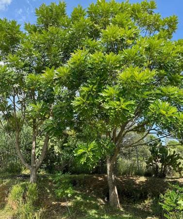 peaceful retreat - Image 4