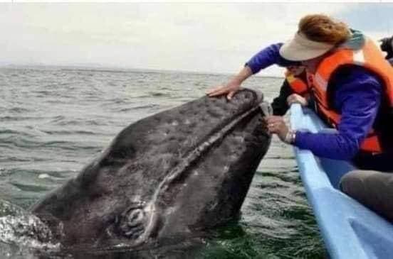 Tiny Houses On Private Lot - Image 5