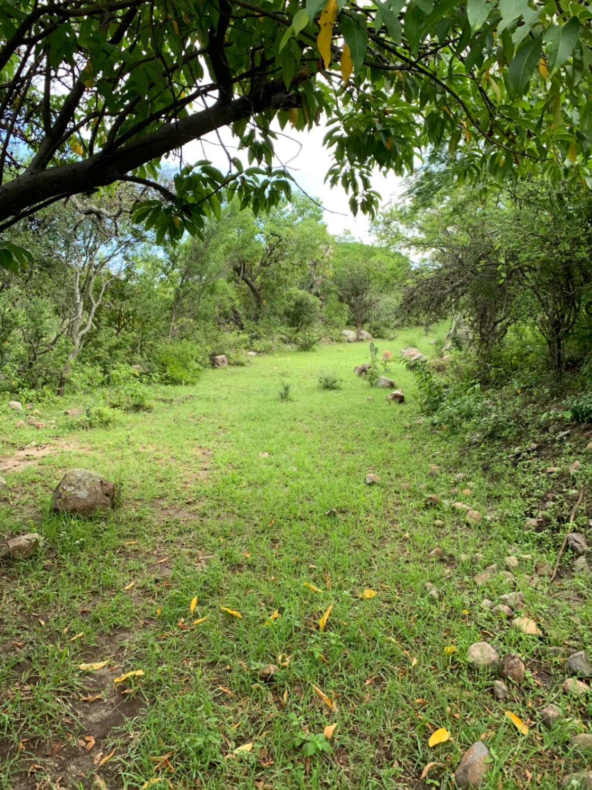 Hectáreas sobre camino a Jalpa - Image 2