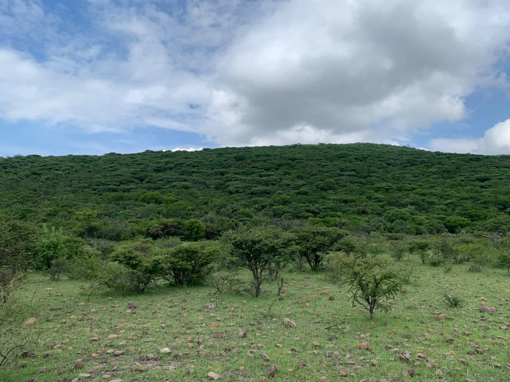 Hectáreas sobre camino a Jalpa - Image 3